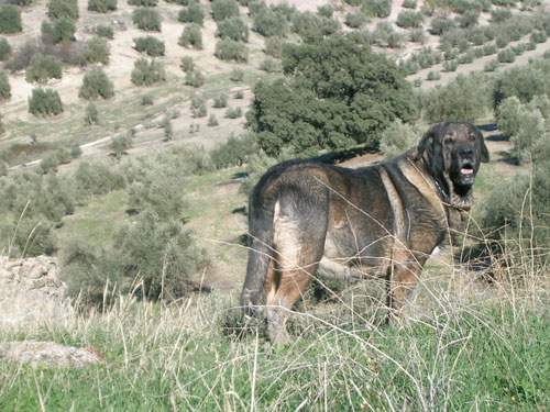 karima